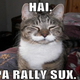 Illustration for article titled LolCat Kingpin May Pull 1,000+ Domains from GoDaddy in SOPA Protest